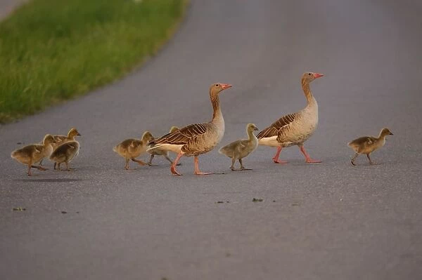 Graugans. SM-2089. Greylag geese - family crossing street,