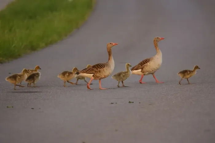 Framed Print : Graugans. SM-2089. Greylag geese - family crossing street, Framed Print : Graugans. SM-2089. Greylag geese - family crossing street,