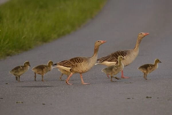 Graugans. SM-2090. Greylag geese - family crossing street