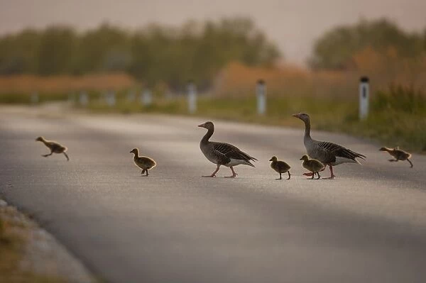 Graugans. SM-2091. Greylag geese - family crossing street