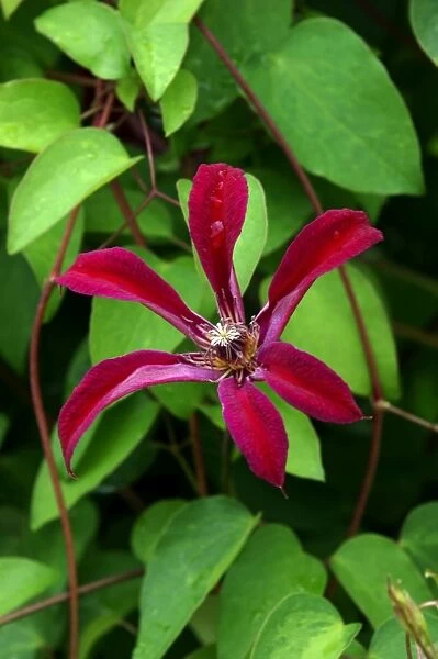 'Gravetye Beauty' - This clematis flowers from mid summer to late Autumn. Ideal for scrambling over shrubs etc. East Sussex garden, UK. July