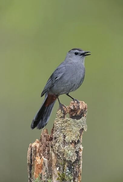 Gray Catbird perched on lichen covered post May. Connecticut, USA. Date