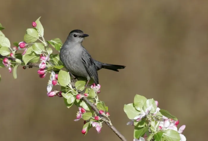 Framed Print : Gray Catbird Framed Print : Gray Catbird