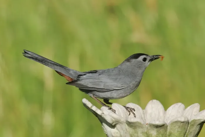 Framed Print : Gray Catbird Framed Print : Gray Catbird