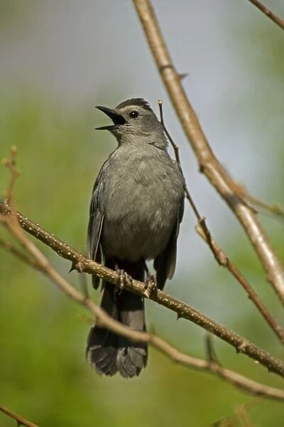 Gray Catbird- Calling-A mimic thrush (Family Mimidae) which are notable singers known for the rich variety and volume of their song-Feeds on insects-seeds