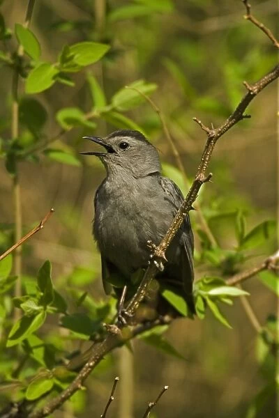 Gray Catbird - Calling. A mimic thrush (Family Mimidae) which are notable singers known for the rich variety and volume of their song-Feeds on insects-seeds