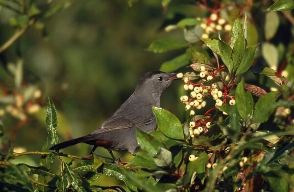 Gray Catbird - with Dogwood berry in beak Hamden, Connecticut, USA