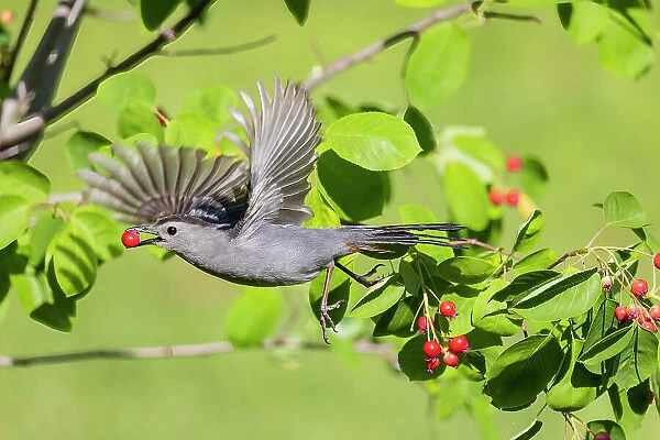 Gray catbird leaving serviceberry bush with berry, Marion County, Illinois. Date: 30-05-2021