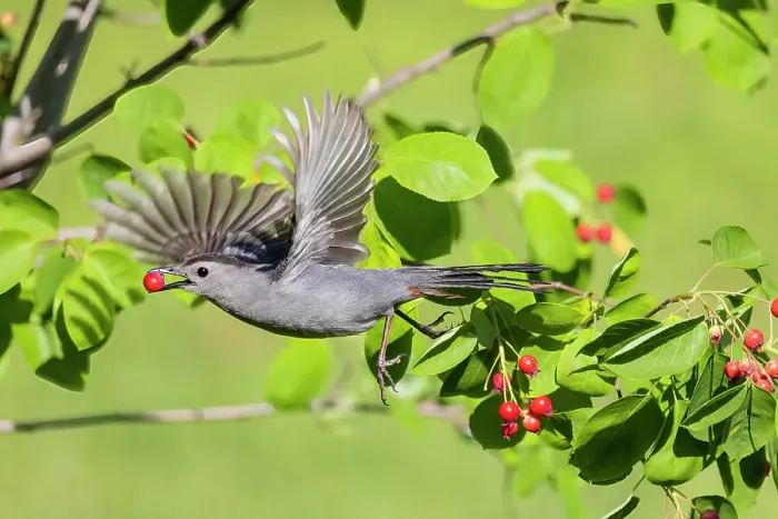 Framed Print : Gray catbird leaving serviceberry bush with berry, Marion County, Illinois. Date: 30-05-2021 Framed Print : Gray catbird leaving serviceberry bush with berry, Marion County, Illinois. Date: 30-05-2021