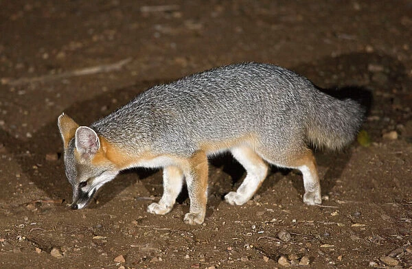 Gray Fox - feeding at night in the Sonoran desert