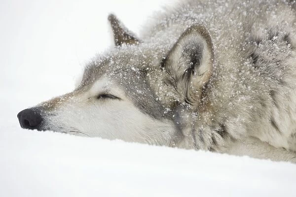 Gray  /  Grey  /  Timber Wolf - male sleeping in snow - controlled conditions