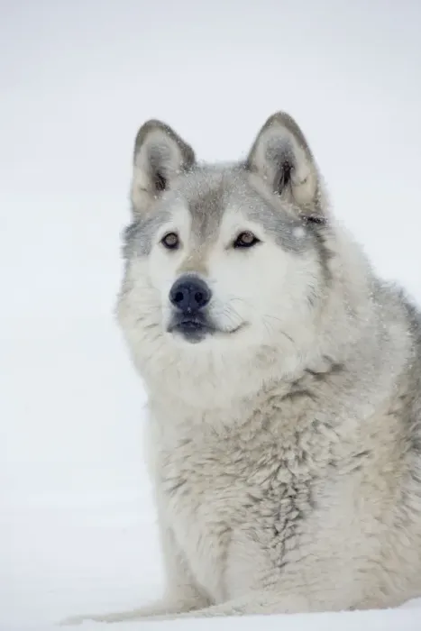 Framed Print : Gray / Grey / Timber Wolf - male in snow - controlled conditions Framed Print : Gray / Grey / Timber Wolf - male in snow - controlled conditions