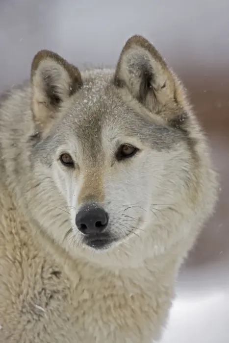 Framed Print : Gray / Grey / Timber Wolf - male in snow - controlled conditions Framed Print : Gray / Grey / Timber Wolf - male in snow - controlled conditions