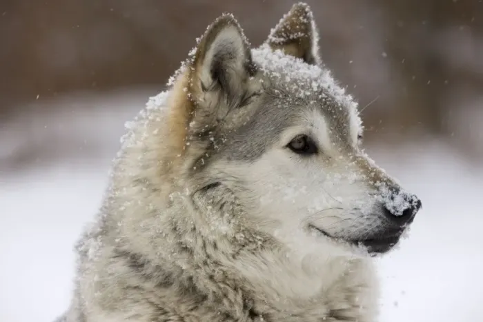 Framed Print : Gray  /  Grey  /  Timber Wolf - male in snow - controlled conditions