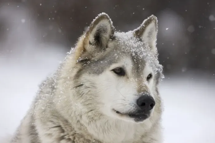 Framed Print : Gray / Grey / Timber Wolf - male in snow - controlled conditions Framed Print : Gray / Grey / Timber Wolf - male in snow - controlled conditions