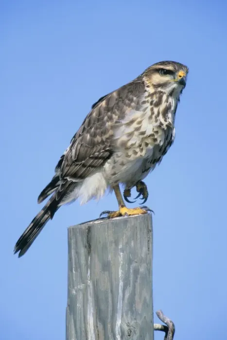 Framed Print : Gray Hawk. JZ-2650. Grey Hawk. USA. Asturina nitida Framed Print : Gray Hawk. JZ-2650. Grey Hawk. USA. Asturina nitida