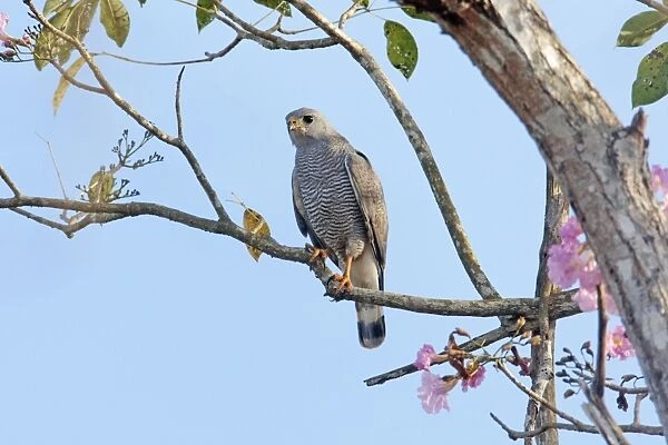 Gray Hawk adult. Nayarit Mexico in April