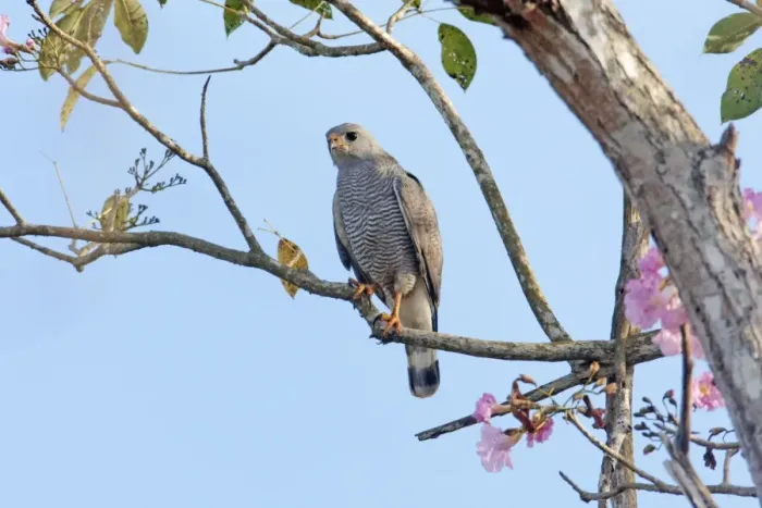 Framed Print : Gray Hawk adult. Nayarit Mexico in April Framed Print : Gray Hawk adult. Nayarit Mexico in April