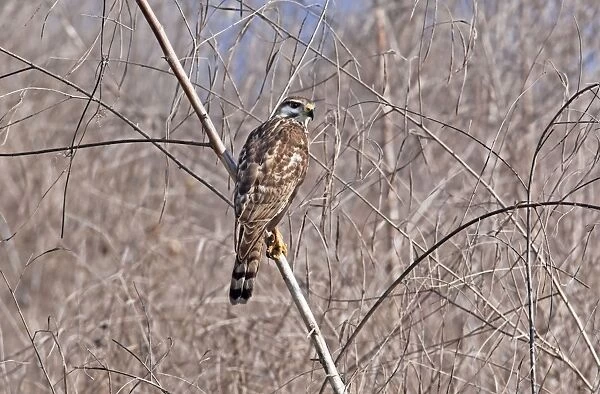 Gray Hawk immature outside of San Blas Mexico in March
