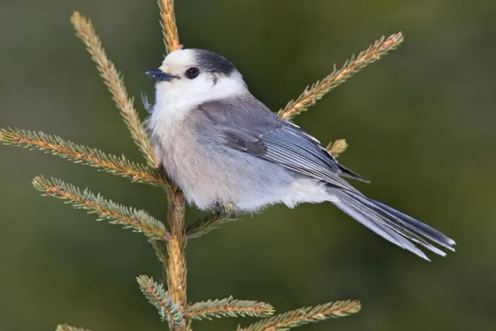Framed Print : Gray Jay - Maine - USA - in February Framed Print : Gray Jay - Maine - USA - in February