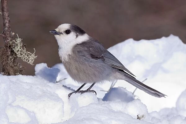 Gray Jay - in snow - Maine - USA - February