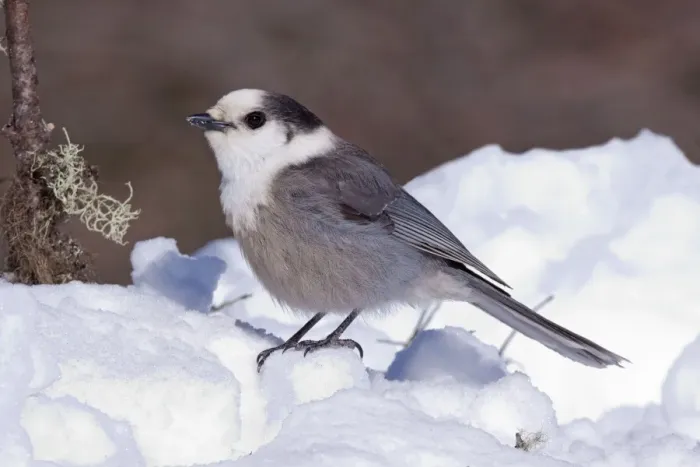 Framed Print : Gray Jay - in snow - Maine - USA - February Framed Print : Gray Jay - in snow - Maine - USA - February