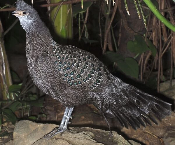 Gray Peacock Pheasant - widespread Himalayas eastwards to China, Thailand and Vietnam