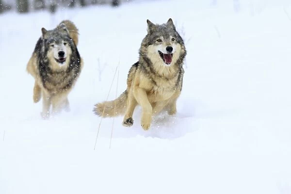 Gray  /  Timber Wolf. Montana - USA