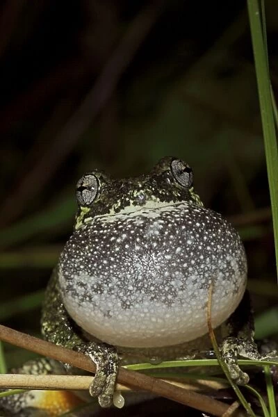 Gray Tree Frog (Hyla versicolor) - Calling to attract mate - New York - USA