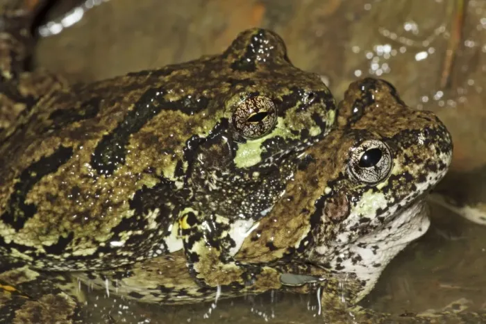 Framed Print : Gray Tree Frogs (Hyla versicolor) - Pair in amplexus - New York - USA