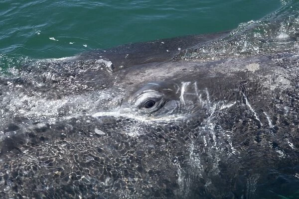 Gray whale, calf: eye - Photographed in San Ignacio Lagoon, Baja California South, Mexico