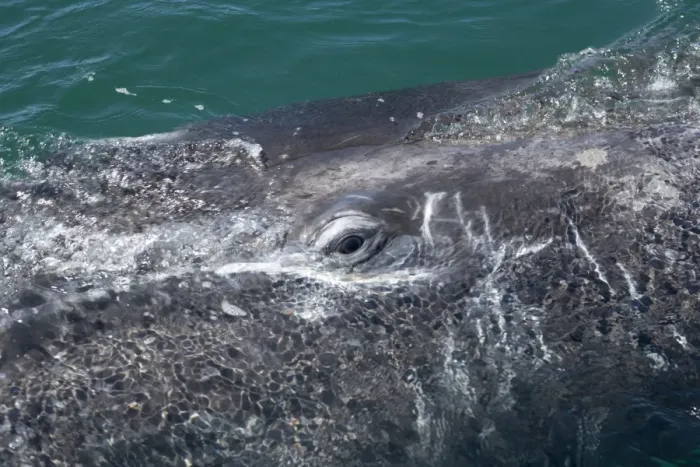 Framed Print : Gray whale, calf: eye - Photographed in San Ignacio Lagoon, Baja California South, Mexico
