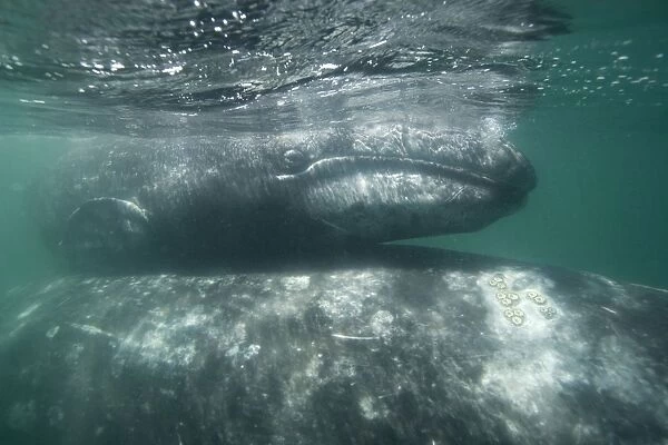 Gray Whale - calf on top of mothers back