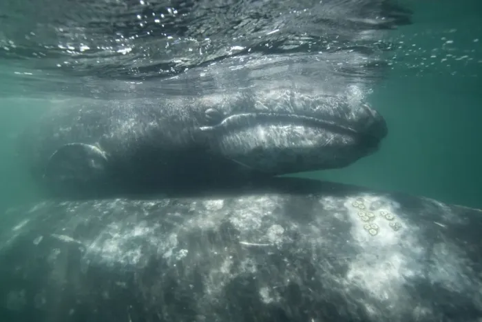 Framed Print : Gray Whale - Calf on top of mother's back San Ignacio Lagoon, Baja California South, Mexico