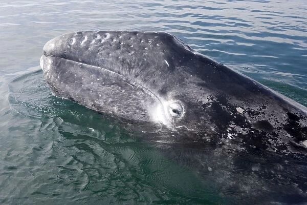 Gray whale, calf - Photographed near Puerto Lopez Mateos, Baja California South, Mexico