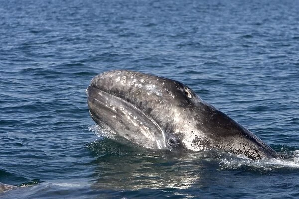 Gray Whale, calf- Photographed in San Ignacio Lagoon, Baja California South, Mexico