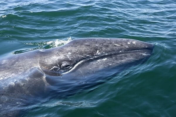 Gray whale, calf - Photographed in San Ignacio Lagoon, Baja California South, Mexico