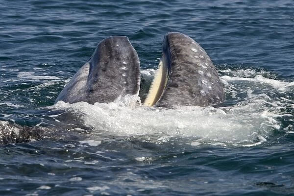 Gray Whale - calf playing near its mother, a calf opens its mouth, showing its white baleen