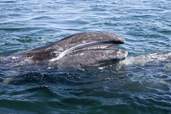 Gray whale, calf - Raising its head over its mother's body, a calf opens its mouth while looking at the small whale watching boat from which the photo is taken. San Ignacio Lagoon, Baja California South, Mexico