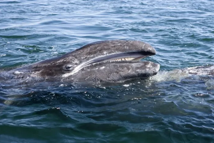 Framed Print : Gray whale, calf - Raising its head over its mother's body, a calf opens its mouth while looking at the small whale watching boat from which the photo is taken. San Ignacio Lagoon, Baja California South, Mexico Framed Print : Gray whale, calf - Raising its head over its mother's body, a calf opens its mouth while looking at the small whale watching boat from which the photo is taken. San Ignacio Lagoon, Baja California South, Mexico