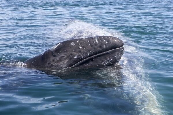 Gray Whale, mother and calf - A calf leans its head on its mother's back. Photographed in San Ignacio Lagoon, Baja California South, Mexico