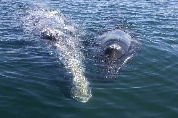 Gray Whale - Mother and calf resting at the surface. Photographed in San Ignacio Lagoon, Baja California South, Mexico