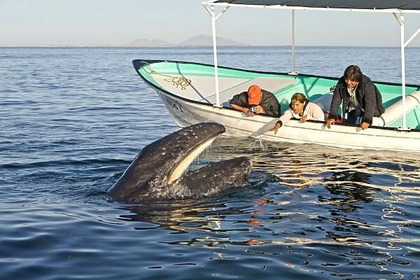 Gray Whale - with mouth open - with tourist boat