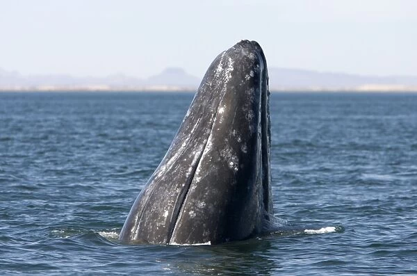 Gray whale, spyhopping, San Ignacio Lagoon, Baja California South, Mexico