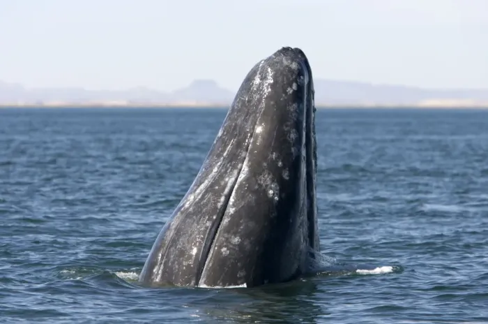 Framed Print : Gray whale, spyhopping, San Ignacio Lagoon, Baja California South, Mexico Framed Print : Gray whale, spyhopping, San Ignacio Lagoon, Baja California South, Mexico
