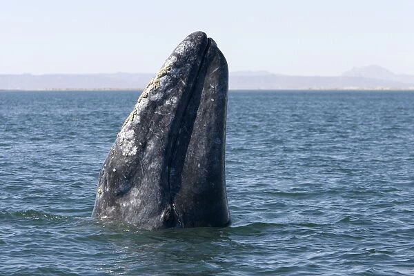 Gray Whale, spyhopping. San Ignacio Lagoon, Baja California South, Mexico