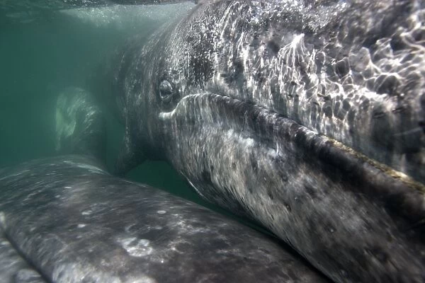 Gray Whale - Underwater close-up of a calf. The mother is in the lower left; she is swimming upside-down (a throat groove is visible in the lower left corner of the image). San Ignacio Lagoon, Baja California South, Mexico