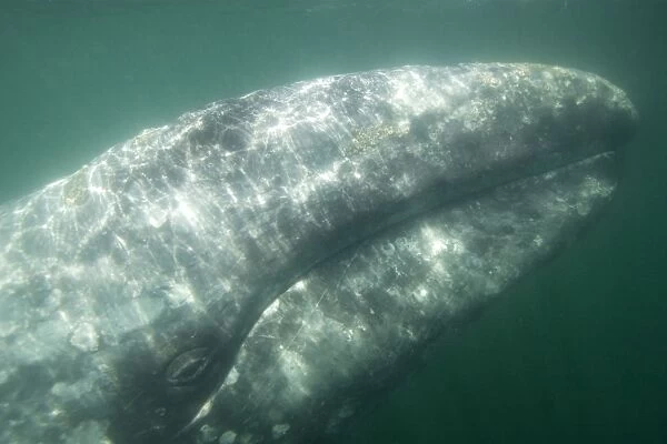 Gray Whale - Underwater: head of an adult gray whale San Ignacio Lagoon, Baja California South, Mexico