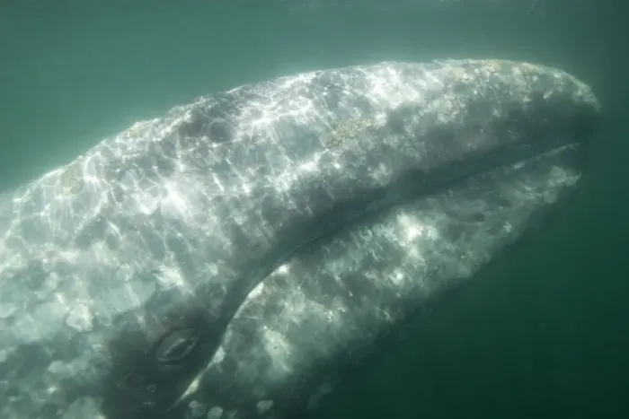 Framed Print : Gray Whale - Underwater: head of an adult gray whale San Ignacio Lagoon, Baja California South, Mexico Framed Print : Gray Whale - Underwater: head of an adult gray whale San Ignacio Lagoon, Baja California South, Mexico