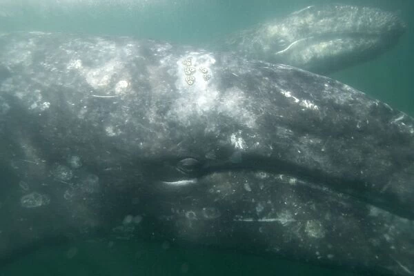 Gray Whale - Underwater: mother (in front), and calf San Ignacio Lagoon, Baja California South, Mexico